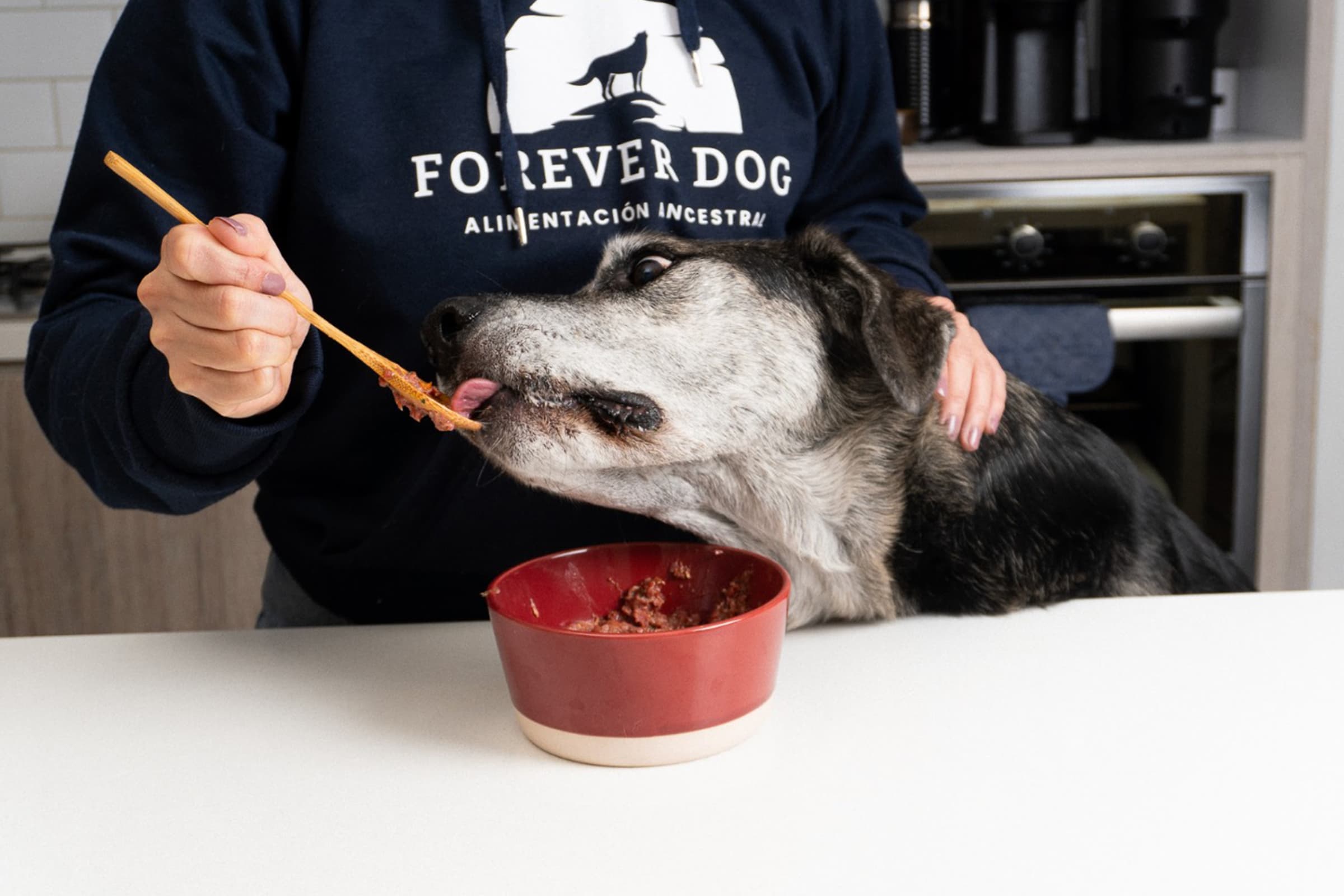 Perro saludable comiendo dieta natural balanceada preparada por Forever Dog en Bogotá