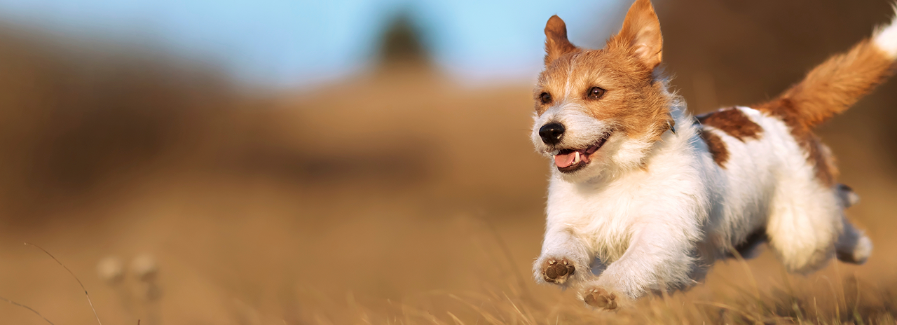 Un perro corre libre por la pradera sin dueños, adóptenlo!